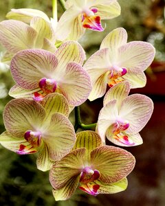 Nature petal plant