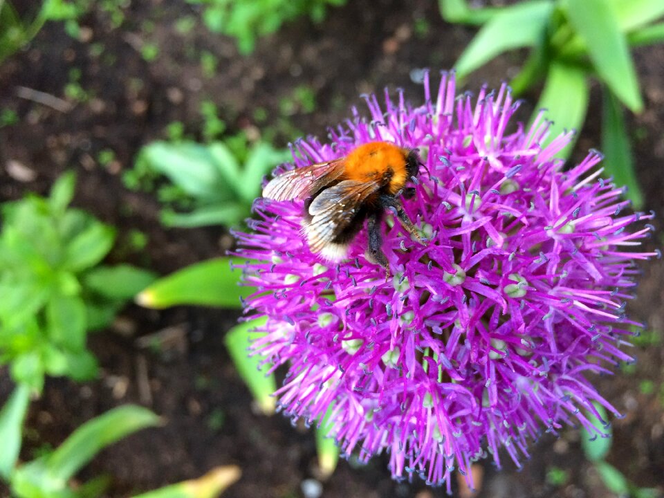 Summer insect closeup