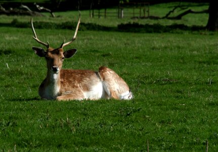 Park attingham shropshire
