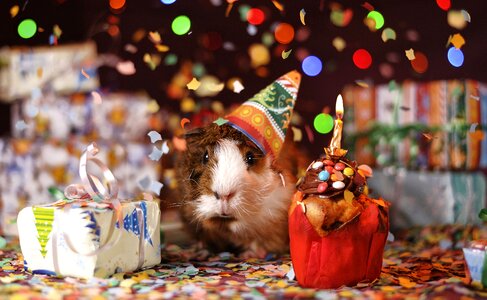 Domestic guinea pig