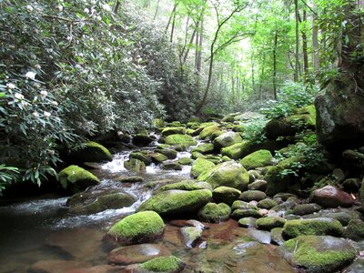 Nature green forest photo