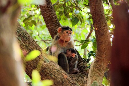 Animal jungle monkey