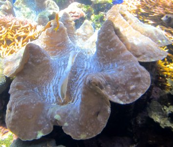 Living giant clam (Tridacna gigas), Waikiki Aquarium photo