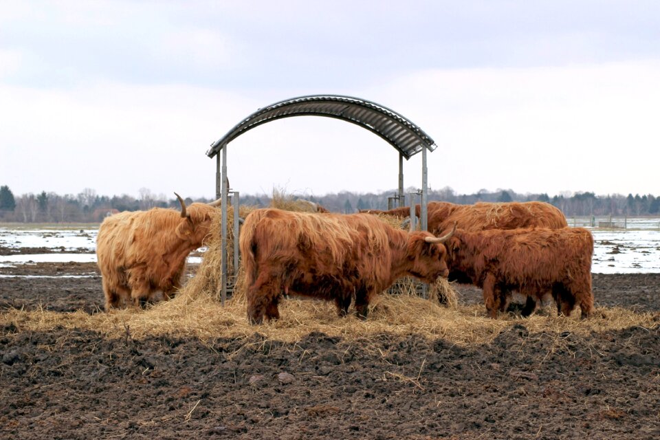 Field landscape long horn