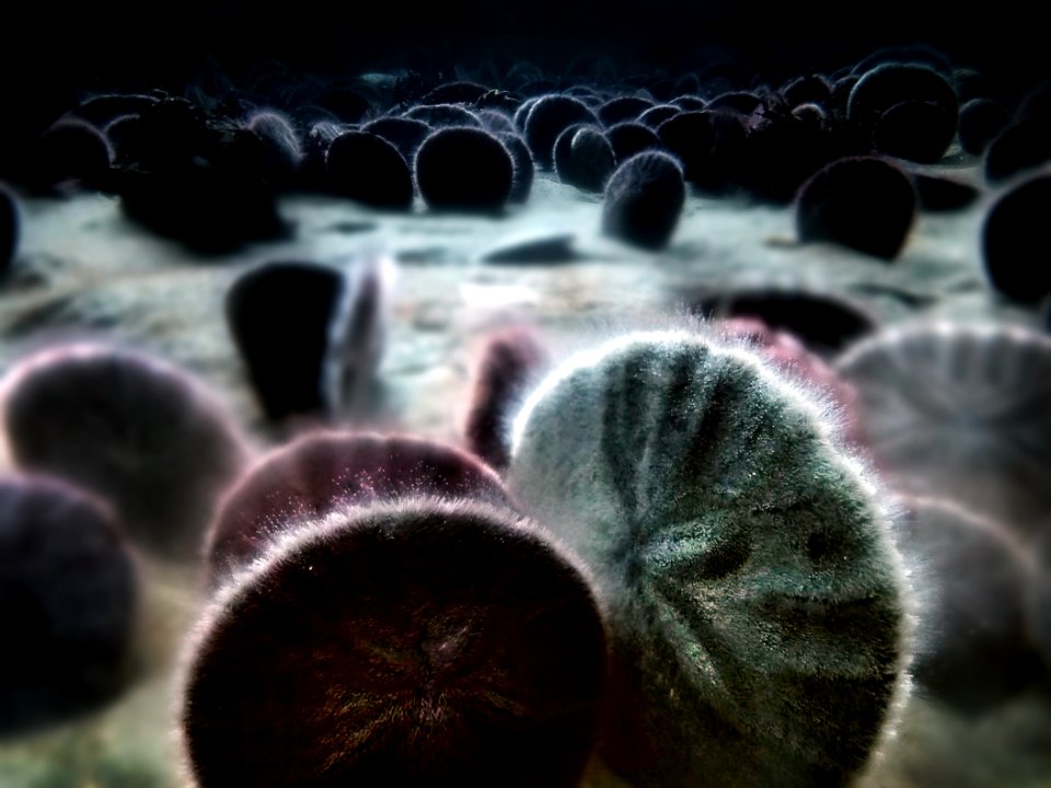 Living Sand Dollars