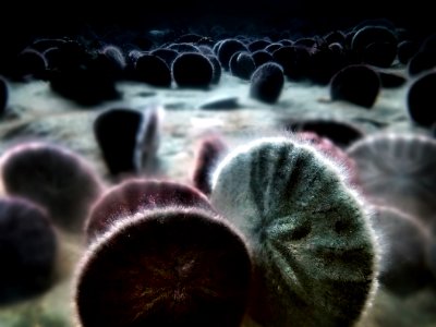 Living Sand Dollars