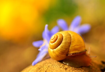 Slowly spiral snail shell