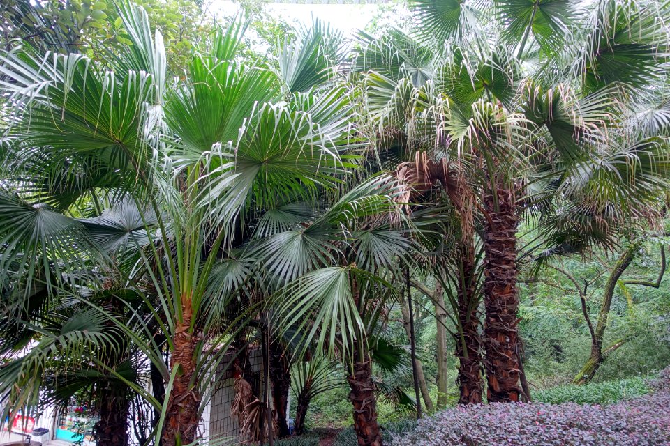 Livistona chinensis - Chengdu Botanical Garden - Chengdu, China - DSC03670