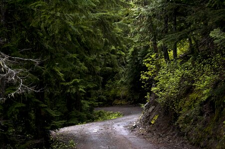 Sunlight road path