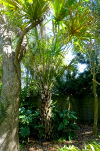 Livistona saribus - Marie Selby Botanical Gardens - Sarasota, Florida - DSC01486