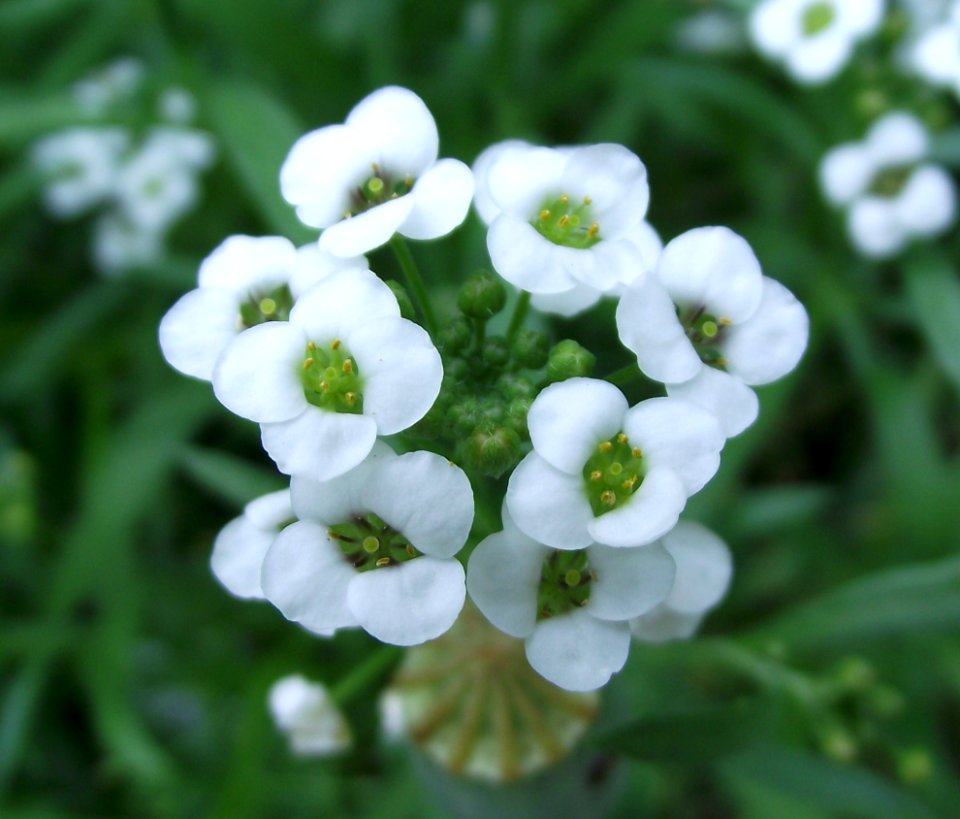 Lobularia snow princess