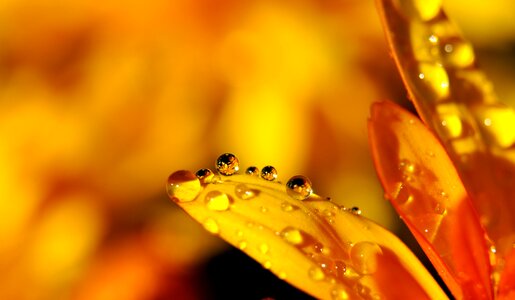 Yellow drop of water raindrop photo