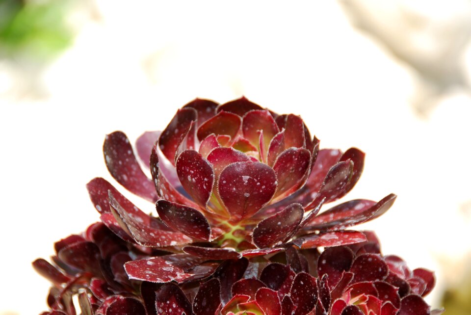 Fat hen thick sheet greenhouse macro