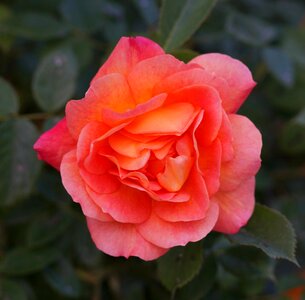 Rosebush red pink flowers