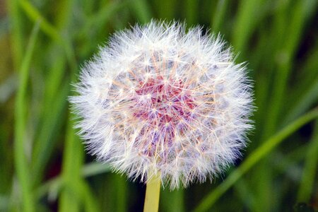 Nature taraxacum flowers