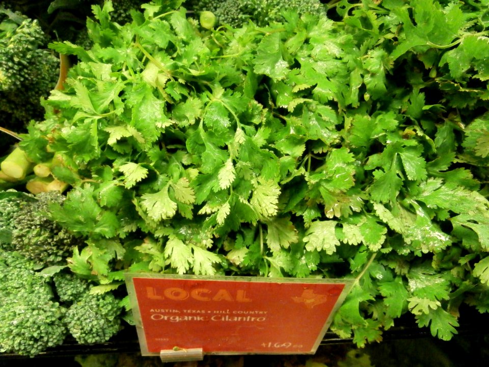 Local organic cilantro