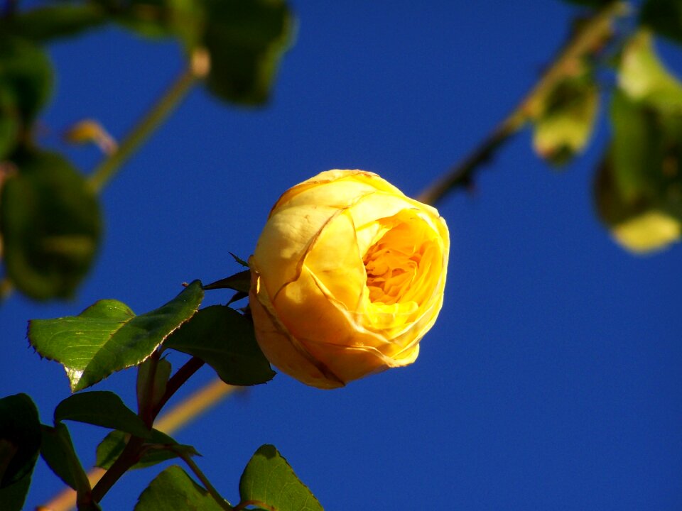 Rose yellow roses blue sky