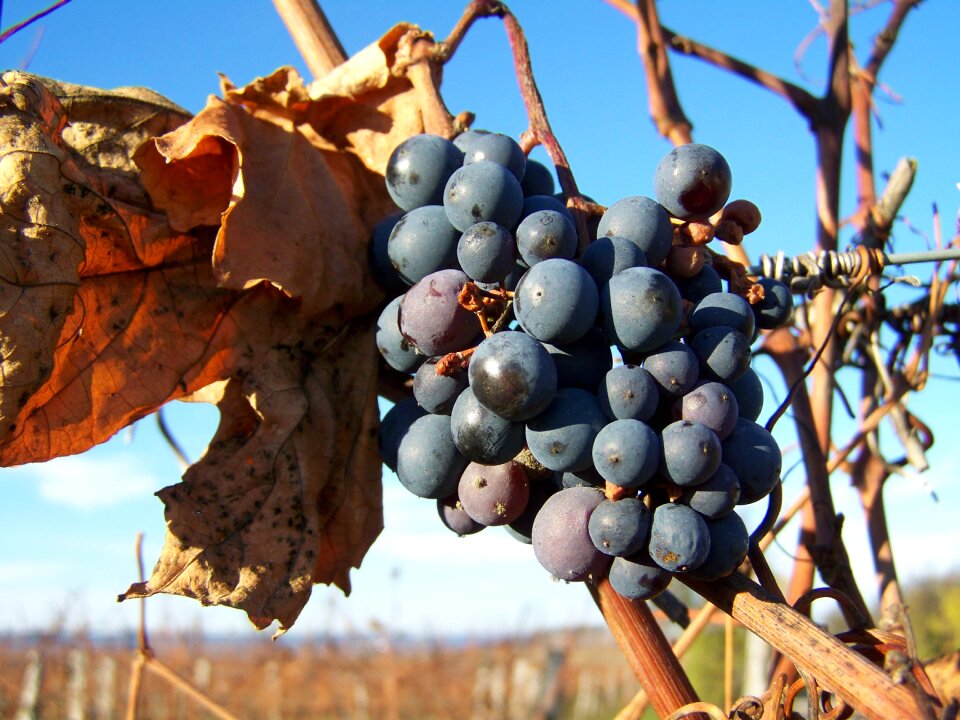 Red grapes autumn ripe fruit