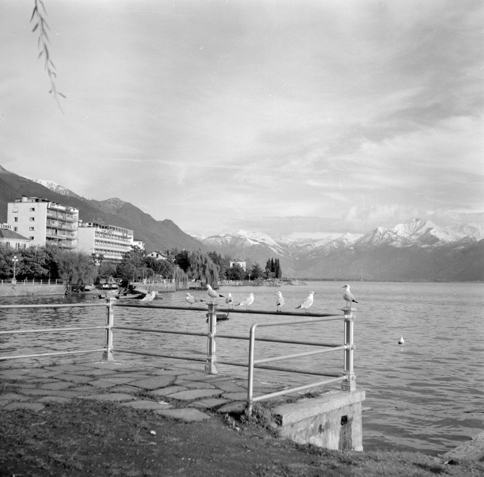 Locarno Waterkant met meeuwen de stad en de Alpen op de achtergrond, Bestanddeelnr 254-4786