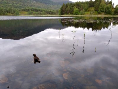 Loch Gamhna 2