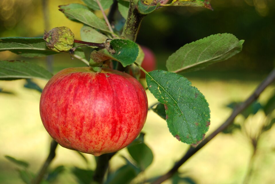 Apple fall Free photos
