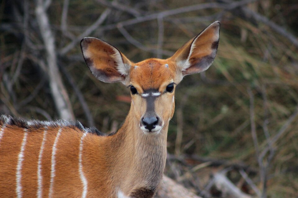 Animal wildlife africa