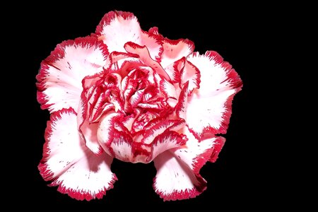Bloom plant pink