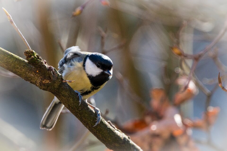 Small bird garden sitting