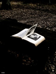 Livre Ouvert Au Vent En Forêt (64807775)