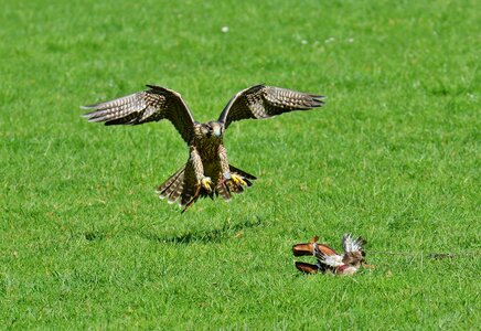 Prey access raptor