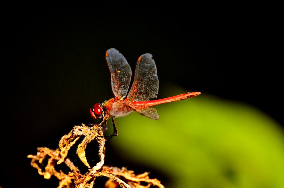 Nature animal wing