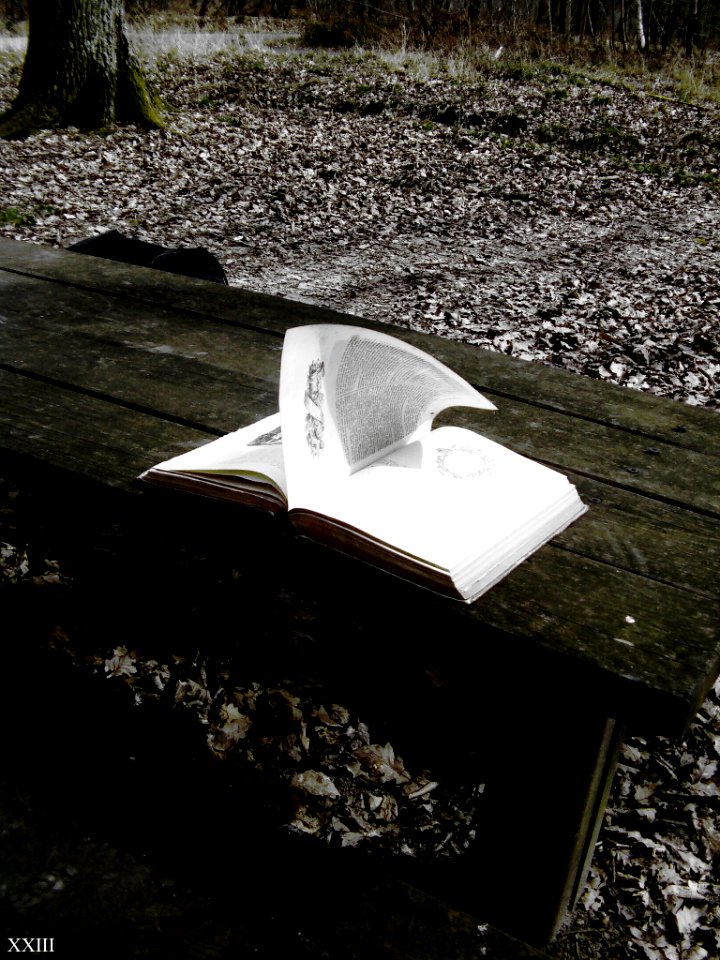 Livre Ouvert Sur Un Banc Par Le Vent (64808291)