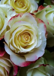 Flower petals rosebush