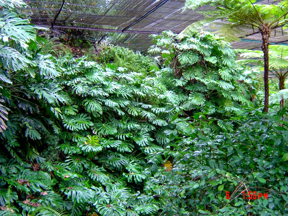 Lisbon Botanical Garden 2006-01-06, detail 04