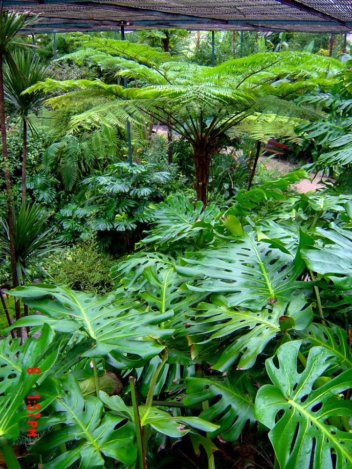 Lisbon Botanical Garden 2006-01-06, detail 01