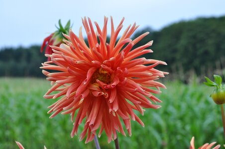 Late summer blossom bloom