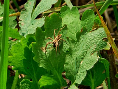 Listspinne Mamming