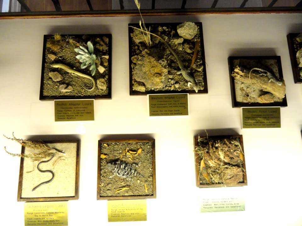 Lizards - Pacific Grove Museum of Natural History - DSC06633