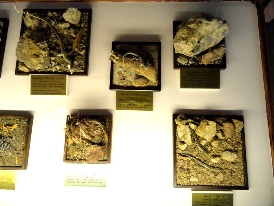 Lizards - Pacific Grove Museum of Natural History - DSC06632