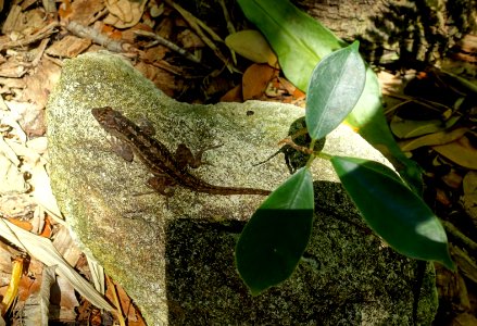 Lizard - Marie Selby Botanical Gardens - Sarasota, Florida - DSC01902