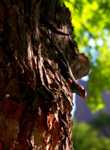 Lizard in a tree Public Domain