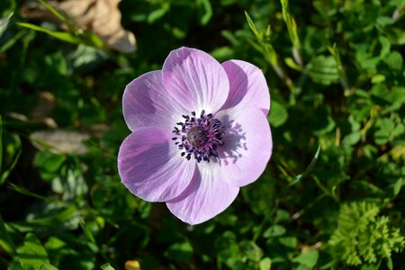 Violet flower plant