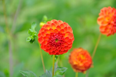 Flower plant blossom photo