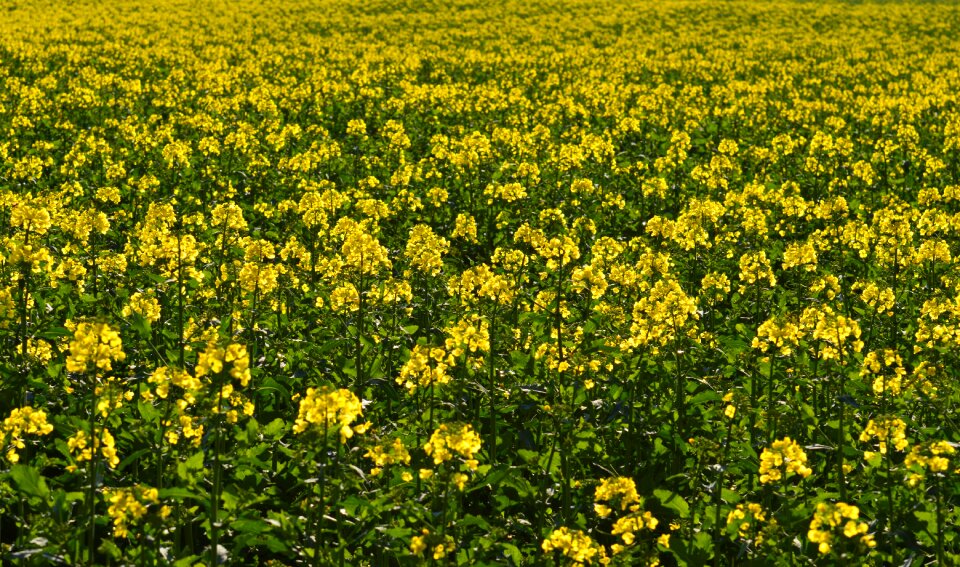 Plant blossom bloom