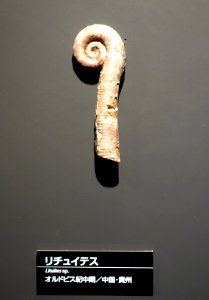 Lituites sp. - National Museum of Nature and Science, Tokyo - DSC07725