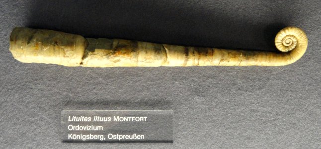 Lituites lituus - Naturmuseum Senckenberg - DSC02241