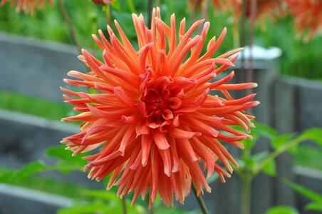 Flower dahlia garden late summer