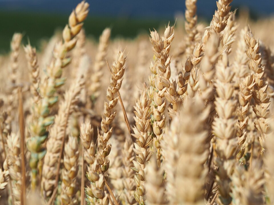 Cornfield wheat field arable