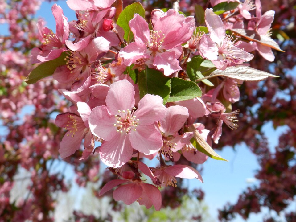 Crab apple petals blossoms