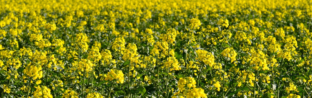 Plant blossom bloom